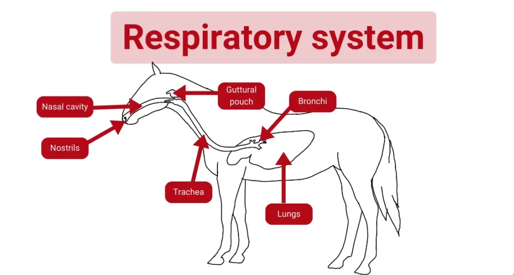 67ed50a997900fee3b6b2e5c_respiratory system horse