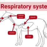 67ed50a997900fee3b6b2e5c_respiratory system horse