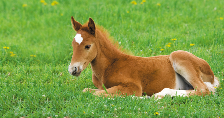 Caring-for-Your-Newborn-Foal