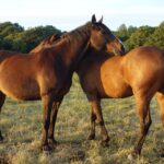 horse grooming