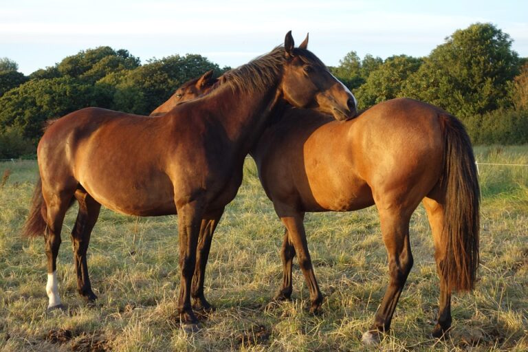 horse grooming
