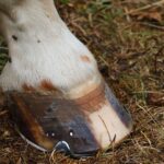 horse hoof care