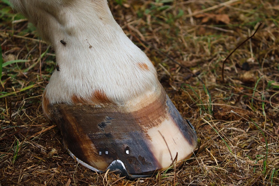 horse hoof care