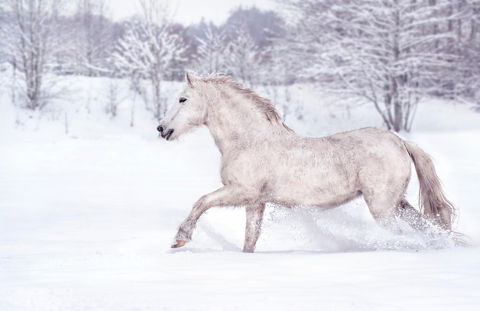 winter horse care