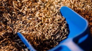Grain