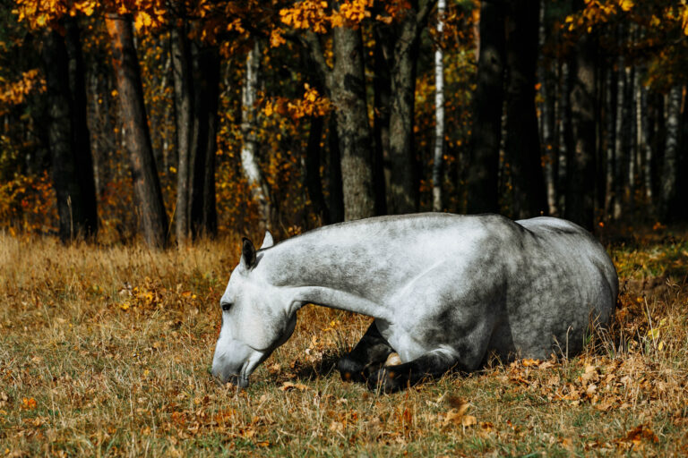 Grey-horse-lying-down-in-field-with-horse-colic