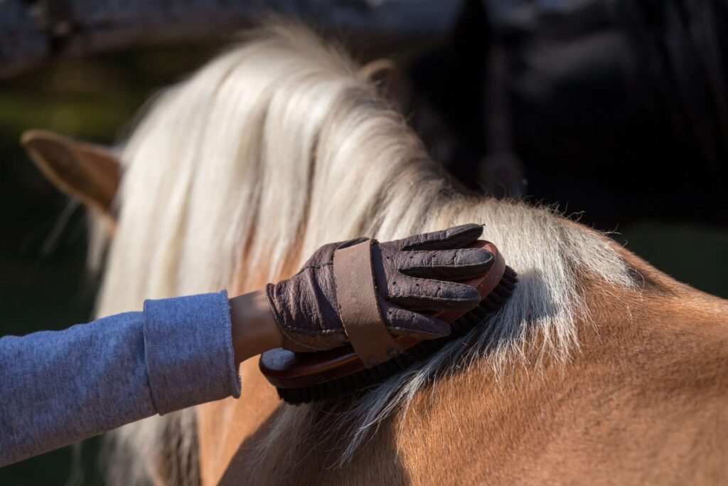 The-Trainers-Loft-Horse-Brushes-3-scaled