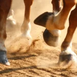What-is-laminitis-hero_1
