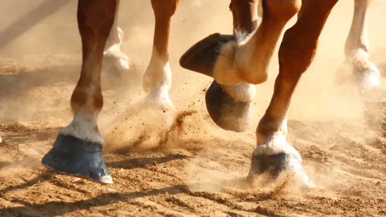 What-is-laminitis-hero_1
