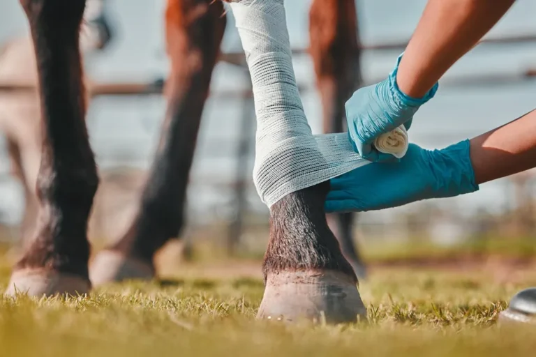 Wound-Care-for-Horses