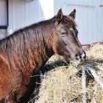 bay-horse-eating-from-round-bale