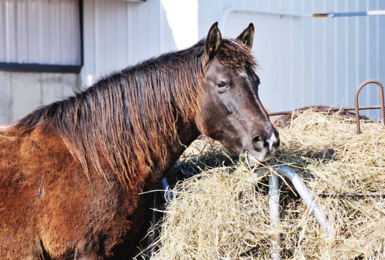 bay-horse-eating-from-round-bale