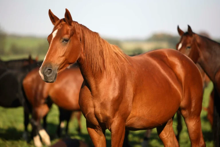 chestnut-quarter-horse-in-pen