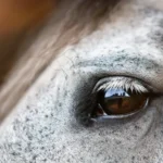 glaucoma-in-horses