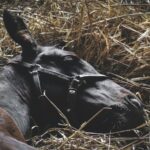 horse-bedding