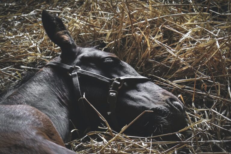 horse-bedding