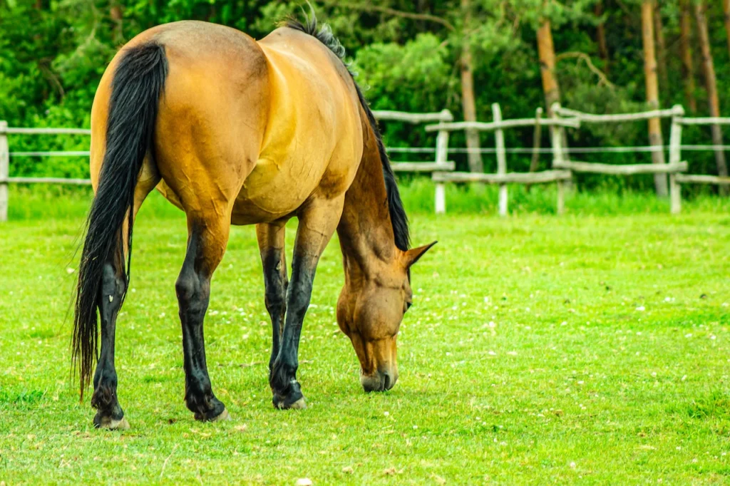 horse-grazing-in-pasture