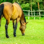 horse-grazing-in-pasture
