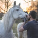 horses-1