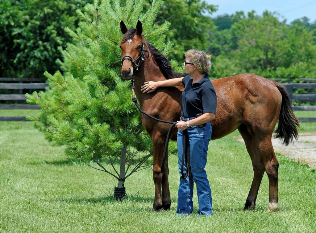 leading-and-patting-weanling