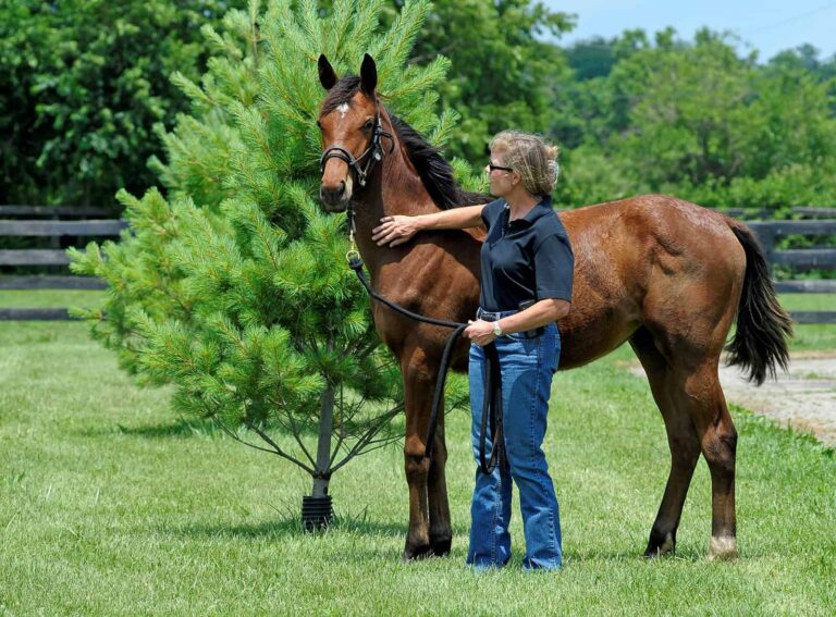 leading-and-patting-weanling