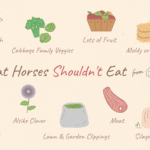 things-a-horse-shouldnt-eat-1886470_final_AC-5bf46ba446e0fb002635dd63